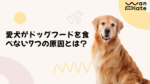愛犬がドックフードを食べない
